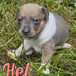 Hel - White and blue fawn female Rat Terrier puppy in Lynn, Alabama from Cryptic Rat Terriers