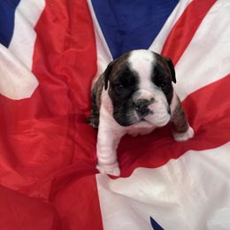 Dizzy - Brindle female Bulldog puppy in Dix Hills, New York from Mansi Bulldogs