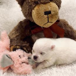 Blitz - White female Pomeranian puppy in Sherman, Texas from Wynter Wonderland Poms