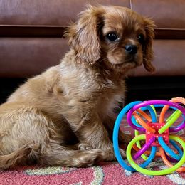 Cavalier King Charles Spaniels from Millaray Cavaliers