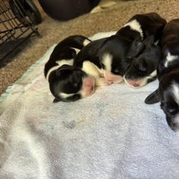 English Springer Spaniel Puppies from Carol Jansen's Cascadian Springer Spaniels