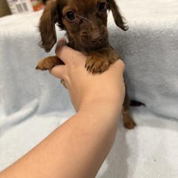 Tiny - Chocolate and cream female Dachshund puppy in Oak Ridge, Tennessee from It’s just a wiener dachshund