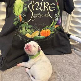 Samwise - White and black male Dalmatian puppy in Conroe, Texas from Saint Rocco's Dalmatians