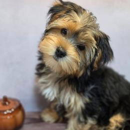 Petunia - Black and tan female Yorkshire Terrier puppy in Thornville, Ohio from My precious yorkies