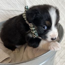 Australian Shepherd Puppies from Prairie Skies Farm