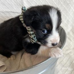 Australian Shepherd Puppies from Prairie Skies Farm