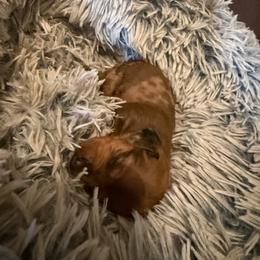 Llananite - Dapple female Dachshund puppy in Madisonville, Texas from Little B’s Dachshund Farm