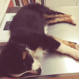 Australian Shepherd and Miniature Australian Shepherd Puppies from Grayback Aussies