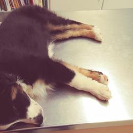 Australian Shepherd and Miniature Australian Shepherd Puppies from Grayback Aussies