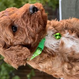 Goldendoodles from Tanya Buk