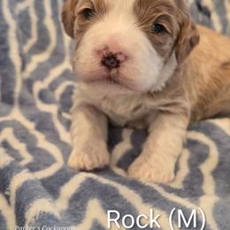 Rock - Red male Cockapoo puppy in Perry, Arkansas from Parker's Cockapoos