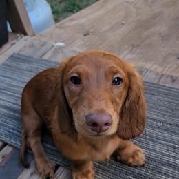Dachshund Puppies from CLARK'S BREEDING PROGRAM