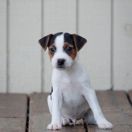 Tex - Tri-color male Jack Russell Terrier puppy in Yakima County, Washington from Saddle Rock Kennels