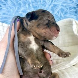 Grey collar - Merle male Bernedoodle puppy in Crete, Illinois from Plum Valley Pups
