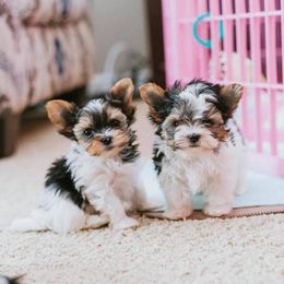 Biewer Terrier Puppies from Imperial BabyDoll Biewers