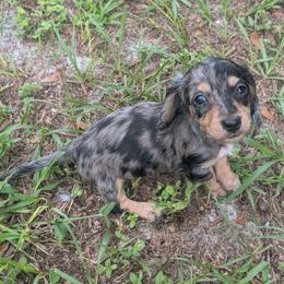 Poseidon - Dapple male Dachshund puppy in Winter Haven, Florida from Katrina's Punk Rock Dachshunds
