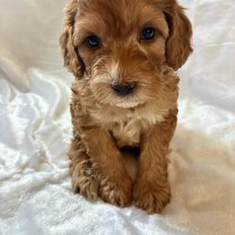 Piglet - Red and white male Cockapoo puppy in Adrian, Oregon from ApplebyFarm