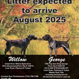 German Shorthaired Pointer puppies from Susan's German Shorthaired Pointers