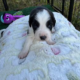 Boy 1 - Black tri male Miniature Australian Shepherd puppy in Potosi, Missouri from Red Hawk Ranch