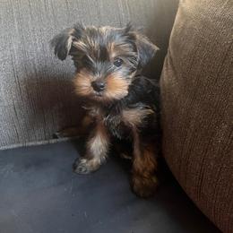 King - Black and tan male Yorkshire Terrier puppy in Boston, Massachusetts from Little Yorkes of Boston