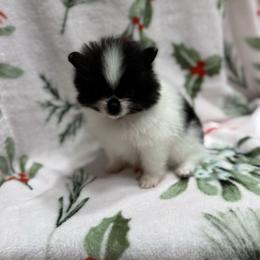 Shirley - Black parti female Pomeranian puppy in Kosciusko, Mississippi from Prancing Poms