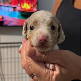 Parker  isabella dapple piebald boy - Dapple male Dachshund puppy in Casselberry, Florida from Amore Mini Dachshund Breeders & More