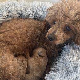 Cavapoos, Maltipoos, Poodles, and Yorkipoos from Wonderfully Made Poodles & Doodles