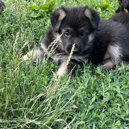 Girl 1 - German Shepherd puppy in New Castle, Pennsylvania from Cricket Acres German Shepherds