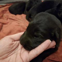 Boy 1 - Black male German Shepherd puppy in Coupeville, Washington from Von Hilkey Shepherds