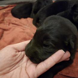 Boy 1 - Black male German Shepherd puppy in Coupeville, Washington from Von Hilkey Shepherds