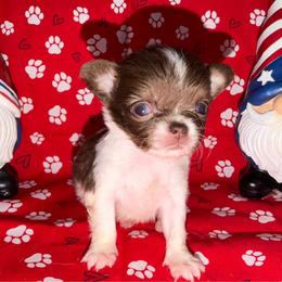 Drake - Chocolate and white male Chihuahua puppy in Palmyra, Indiana from Country Star Chihuahuas