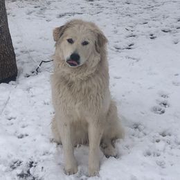 Snow - Great Pyrenees
