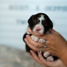 Labrador Retriever and Portuguese Water Dog Puppies from Hilltop Portuguese Water Dogs