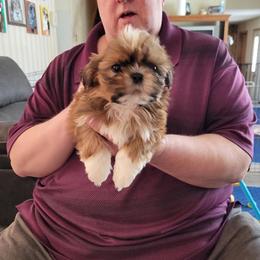 Issac - Red male Shih Tzu puppy in Parma, Ohio from D's DeVine Shih-Tzu