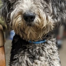 Goldendoodles from Bffdoodles