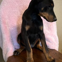 Girl 2 - Black and rust female Doberman Pinscher puppy in Mc Cook, Nebraska from Morningstar Kennel