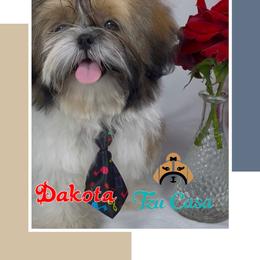 Dakota - Red and white male Shih Tzu puppy in Mercedes, Texas from Tzu Casa