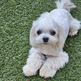 Panda - Maltese