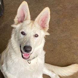 German Shepherds from Snowshadow