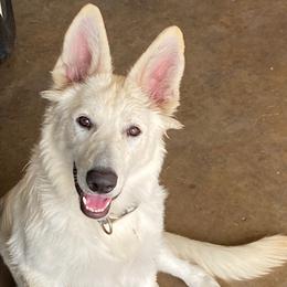 German Shepherds from Snowshadow