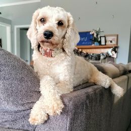 Remi - Cockapoo