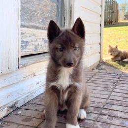 Coco Bean - Red and white female Siberian Husky puppy in Elkin, North Carolina from Blue Ridge Shadow Huskies