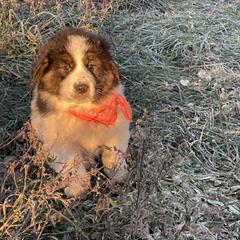 Girl 2 - Karakachan puppy from Rock Solid Ranch