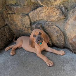 Turquoise collar girl - Red female Bloodhound puppy in Paoli, Indiana from Houndsarunning Bloodhounds