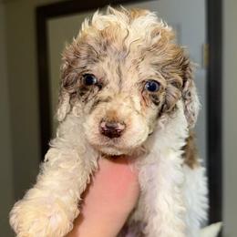 Grumpy - Parti female Poodle puppy in Anniston, Alabama from All Hale Aussies