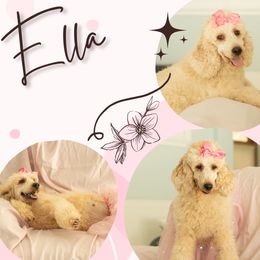 Ella - Poodle