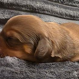 Piper - Red female Dachshund puppy in Port Charlotte, Florida from Belinda's little darlings dachshunds