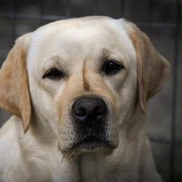 Melody - Labrador Retriever