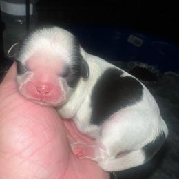 Girl1 - Black and white female Shih Tzu puppy in Citrus Heights, California from The Lion dog Shih Tzu