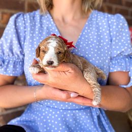 Boy 2 - Apricot male Poodle puppy in West Haven, Utah from Split Mountain Doodles